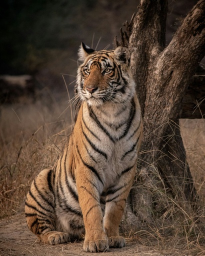 Ranthambore Safari (add on)